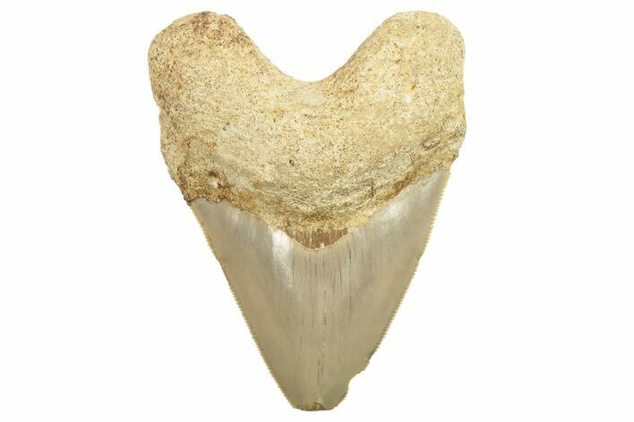 Bargain, Serrated, Indonesian Megalodon Tooth - Restored Root #226263